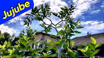 Jujube (Interesting Growth)