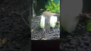 Zbrojniki Niebieskie, Glonojady Jedzące Ogórka