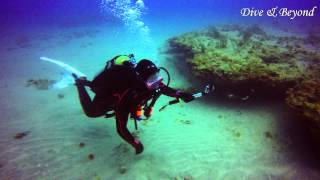 19. March 2015. Force-E Present Shark Canyon Fun Dive