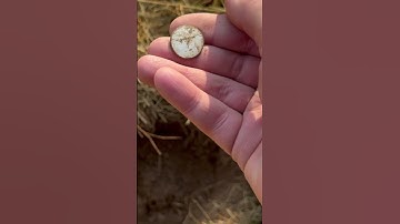 Silver Wash Button- Minelab Manticore Metal Detecting #metaldetecting #minelab #fyp #history #canada