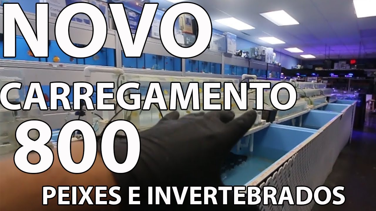 Chegada de 800 peixes de agua salgada e invertebrados!!
