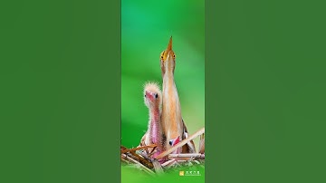 Cò lửa lùn #birds #chimcanh