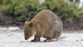 What Suborder Of The Marsupial Family Are The Quokkas A Part Of?