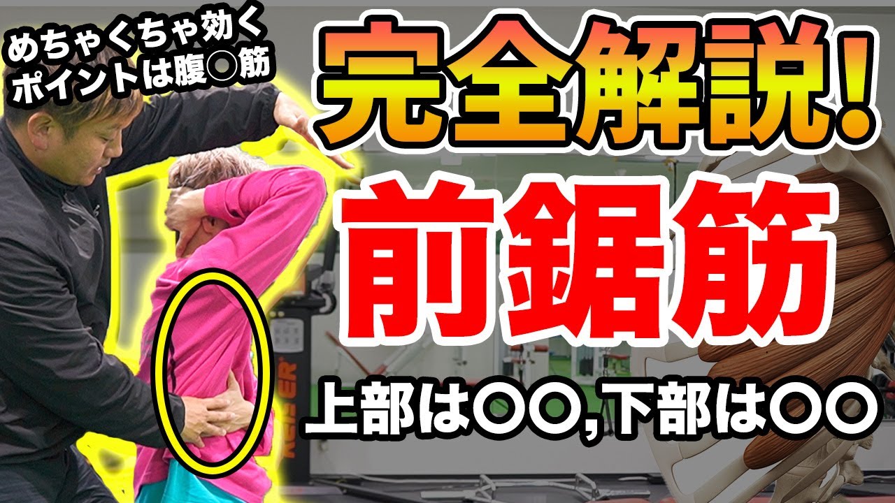 【前鋸筋】完全解説！！機能・姿勢改善に超絶重要筋肉！上部は〇〇、下部は〇〇、理学療法士が完全解説します