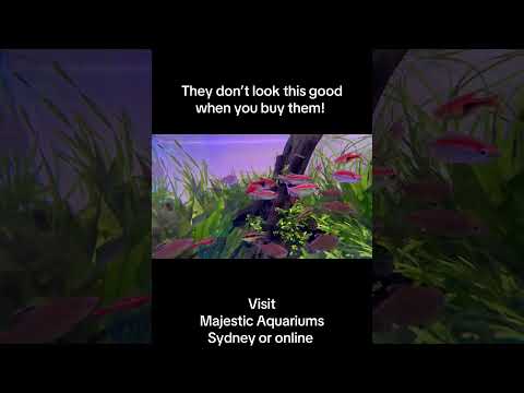 #exoticaquariumfish #fishtank #aquariumfish #aquariumfishmarket