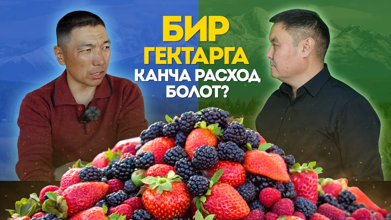 Ежевика менен иштесе болобу? Гектардан канча түшүм алса болот? Түшүм Булагы дыйкандан жолу. Агролайф