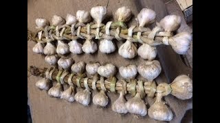 How to Braid Hard Neck Garlic
