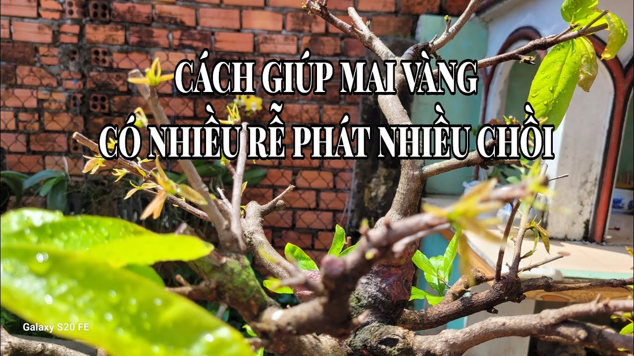 Kích rể lần cuối trước khi sử dụng phân bón
