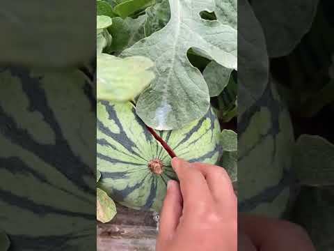 بطيخ أحمر