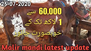 Malir mandi Rate & Bargaining 25-07-2020 ||B 4 birds