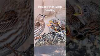 House Finch Mom: Baby Feeding in Session 🐦🐣#shorts #housefinches #wildlifemoments #hearttouching