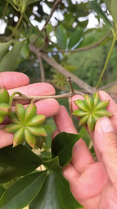 Rempah Yang Dicari Diseluruh Dunia Bunga Lawang #short #shortvideo #indoflora
