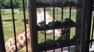 Niabi Zoo Enrichment - Foraging Fun