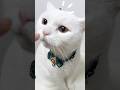 頭の上にAbove my head #shorts #cat #scottishfold #cute #kucing #बिल्ली #pets #고양이 #猫 #قطة #kedi