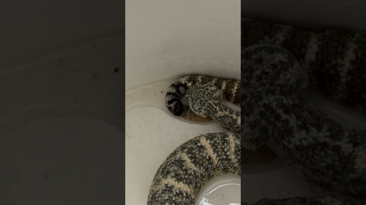 Austin gave this Speckled Rattlesnake a drink before releasing it to suitable cover on a hot day.
