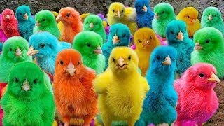 World Cute Chickens, Colorful Chickens, Rainbows Chickens, Cute Ducks, Rabbits,Cute Animals🐤🐟❤️