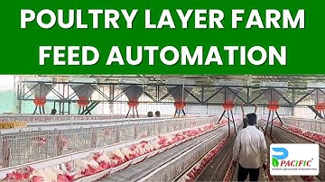 Poultry Feed Automation | Automatic Feed Trolley | Poultry Layer Farm Rotor Trolley | Auger System