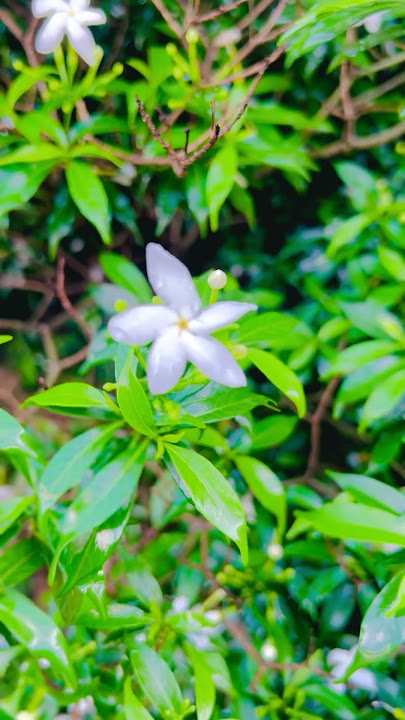 Tuna O Rangila #dj #remix #love #song #newmusic #viralvideo #nature
