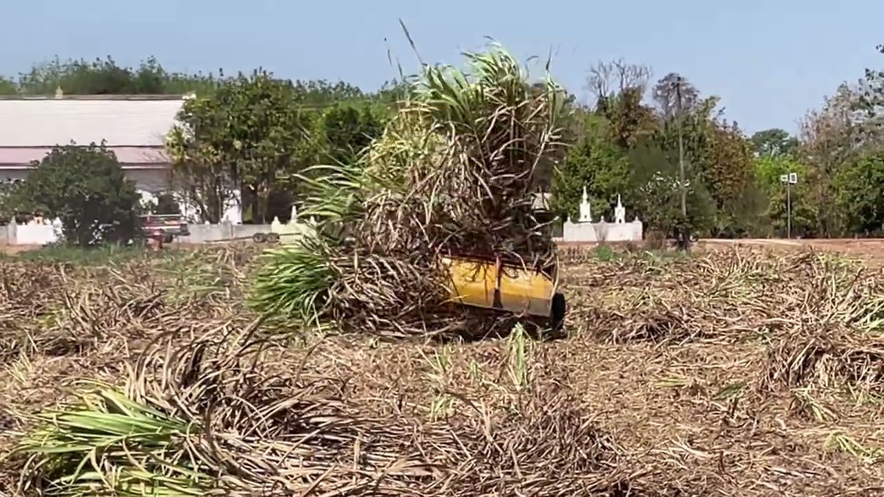 ไวจัดรถตัดใหญ่ยังอาย จอนเดียร์5615kดันอ้อยยอด!! #เครื่องตัดอ้อยช้างแทรคเตอร์ s500