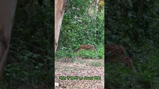 हिरणों का झुण्ड दिखा Rajaji National Park के जंगल में | Spotted Deers. #explore #shorts #safari