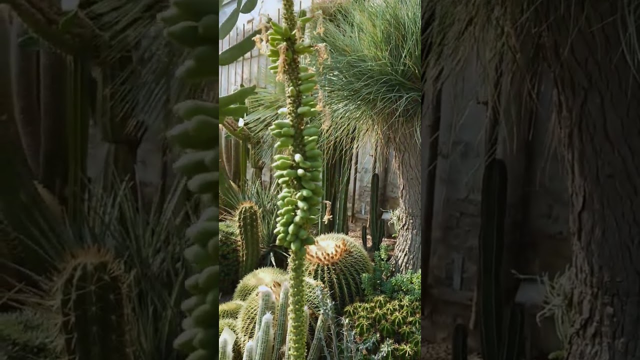 Agave victoriae-reginae 🌱