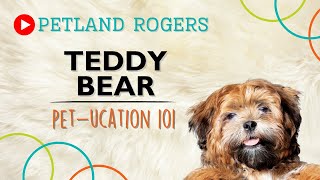 Everything you need to know about Teddy Bear puppies!