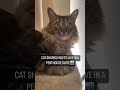 Want to live in a penthouse? Jenny cat shares how she made it to the top. 🐱🐱🐱😻