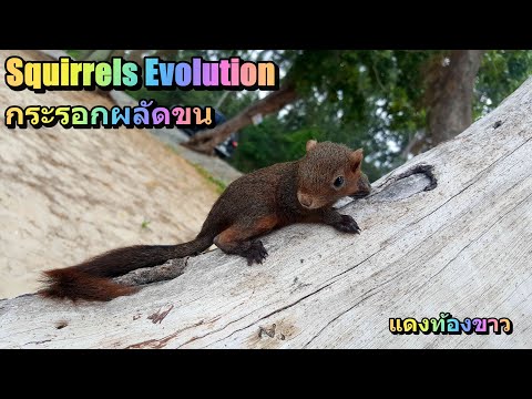 Squirrels Evolution : การเปลี่ยนสีและการผลัดขนของกระรอกแดงท้องขาว