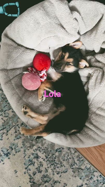 #doggos lovely’s #cutiepie