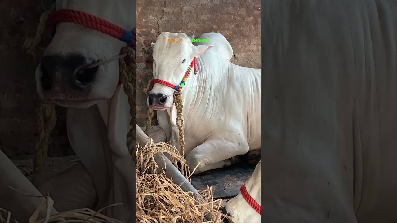 ఆరు పళ్ళు గిత్తలు R K BULLS Shed || Bulls Of Andhra