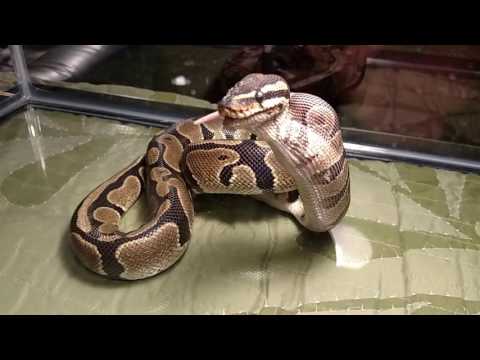 Ball python, smile and kiss