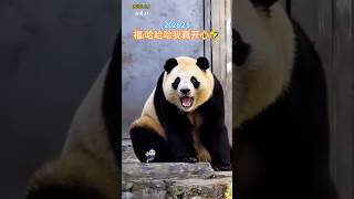 2.1福公主下午突然定住了，想了半天“忘记锁门了”？😂门口的漏食器必须下去待着🤣#大熊猫 #大熊猫福宝 #푸바오 #panda #fubao #大熊貓 #大熊貓福寶#爱宝#乐宝#爱宝乐园