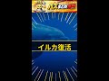 え、マジで?あのイルカが20年ぶりに復活