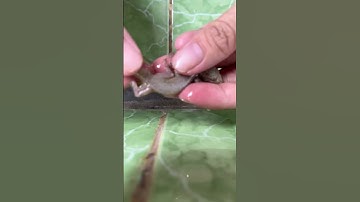 Red de hagedis die vastzit in de vliegenval #zomer #trending #grappig #dieren #schattig #giakhiem...