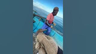 TIDAK DISANGKA NELAYAN INI PANEN KEPITING DAN LOBSTER DI LAUT SELAYAN