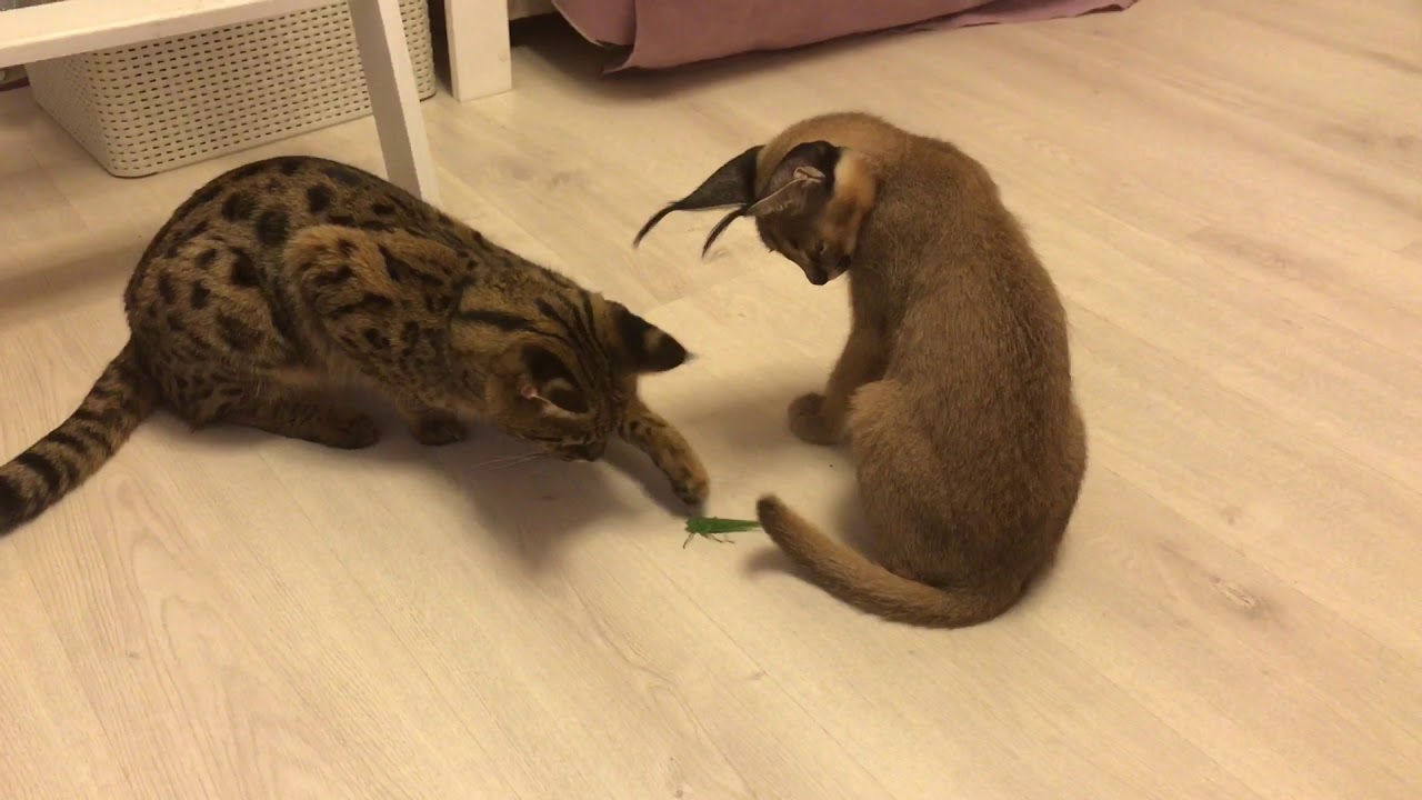 ⁣Саванна и каракал против саранчи. Caracal and savannah versus grasshopper. Savannahcat. Caracal