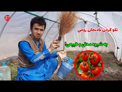 شیوه محلی و طبیعی تلو نمودن بادنجان رومی برای بهار ۱۴۰۰