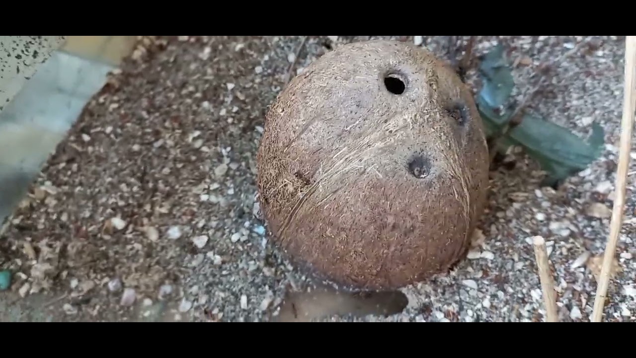 Мессор структор 94. - YouTube