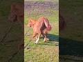 The little foal 🐴 has a sore leg / У небольшого жеребёнка 🐎 заболела ножка * #foal #horse #foals