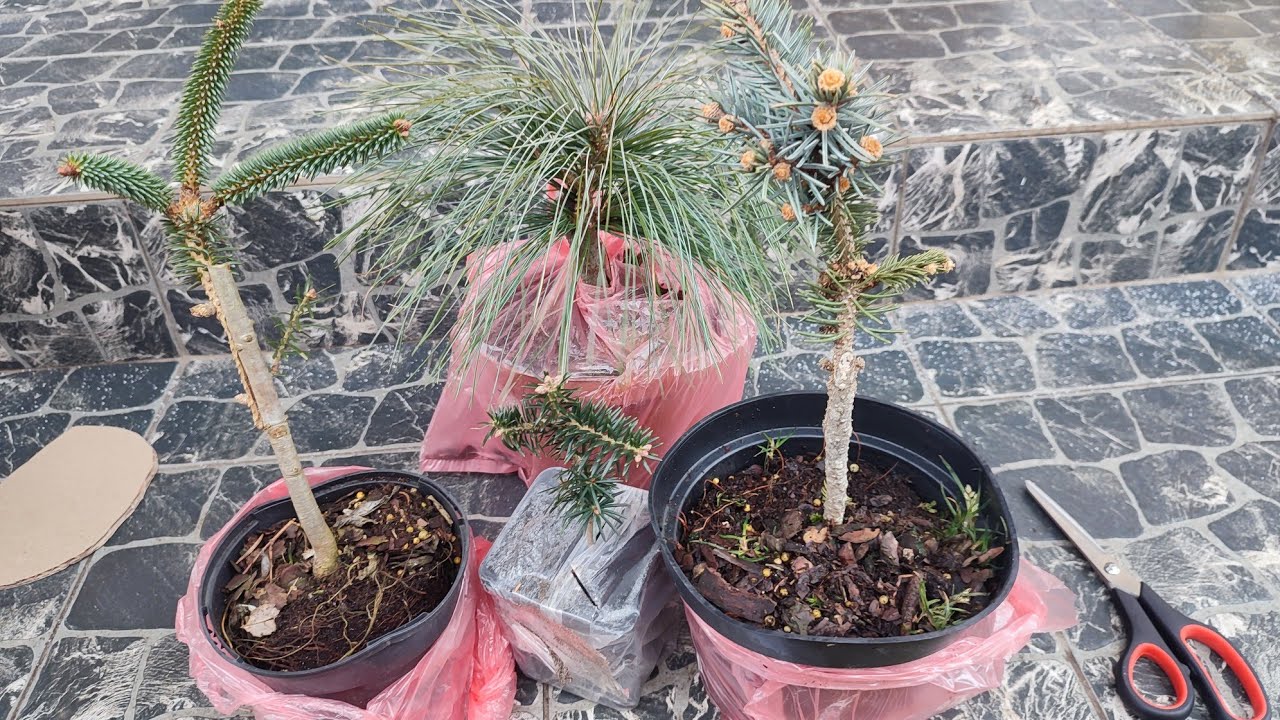 Розпаковка хвойних рослин з розплідника 