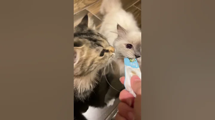 Watch the video about Purr-fect Treats. #cat #siberian #himalayan #catsofyoutube