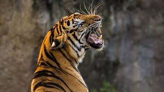 #tiger #jangal  #safari #shorts #reels #short  #reels_video