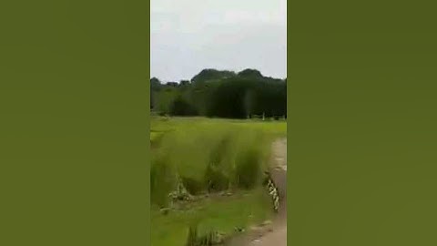 k9 Unit Is Incoming Guyzz 😂🤣🔥 | #codm #shorts