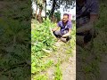 মুলার বাম্পার ফলন। দামে বাস #সিরাজগঞ্জ #agriculturalsystem #agriculture
