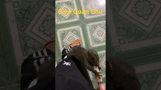 Huấn Luyện Sóc Theo Chủ-Training Squirrel