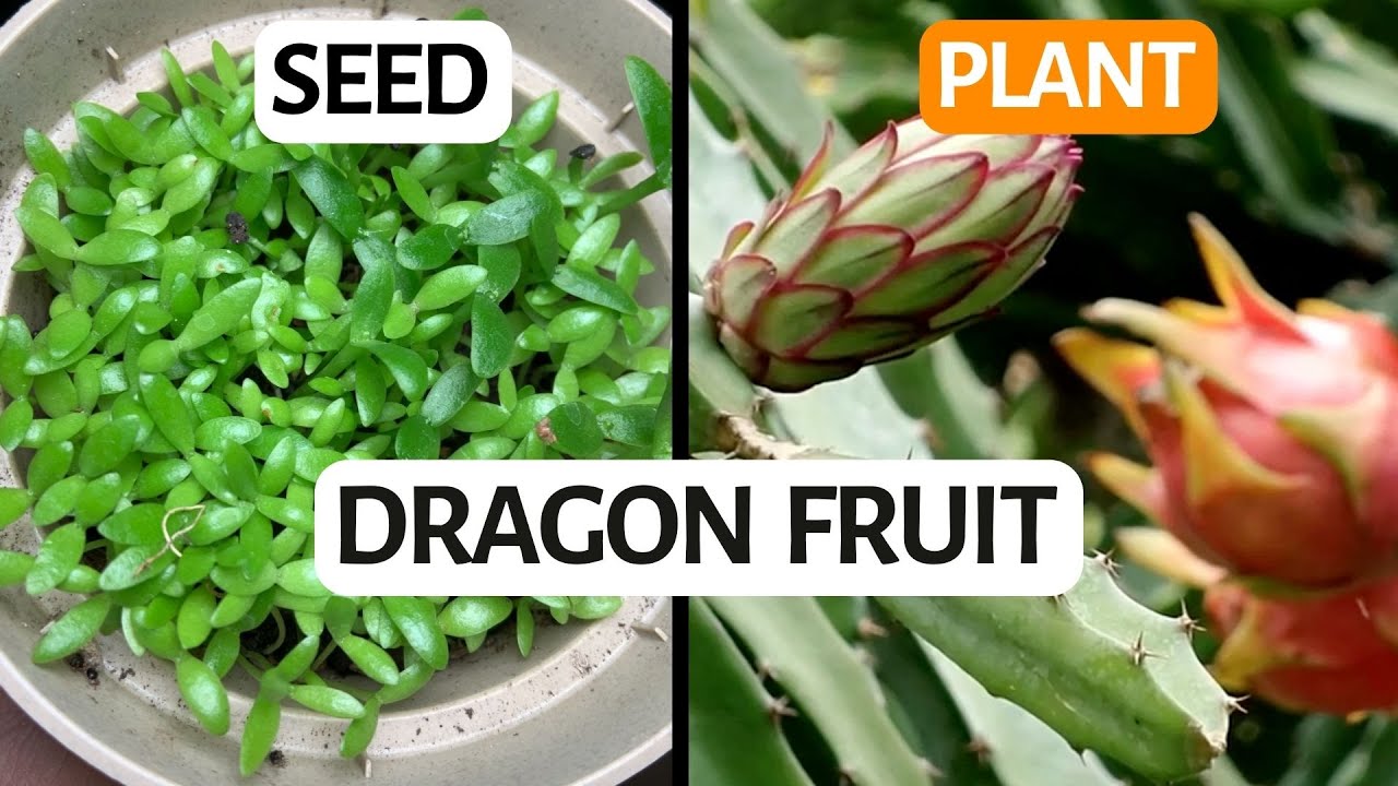 How to Grow Dragon Fruit in Your Own Backyard (from seed) YouTube