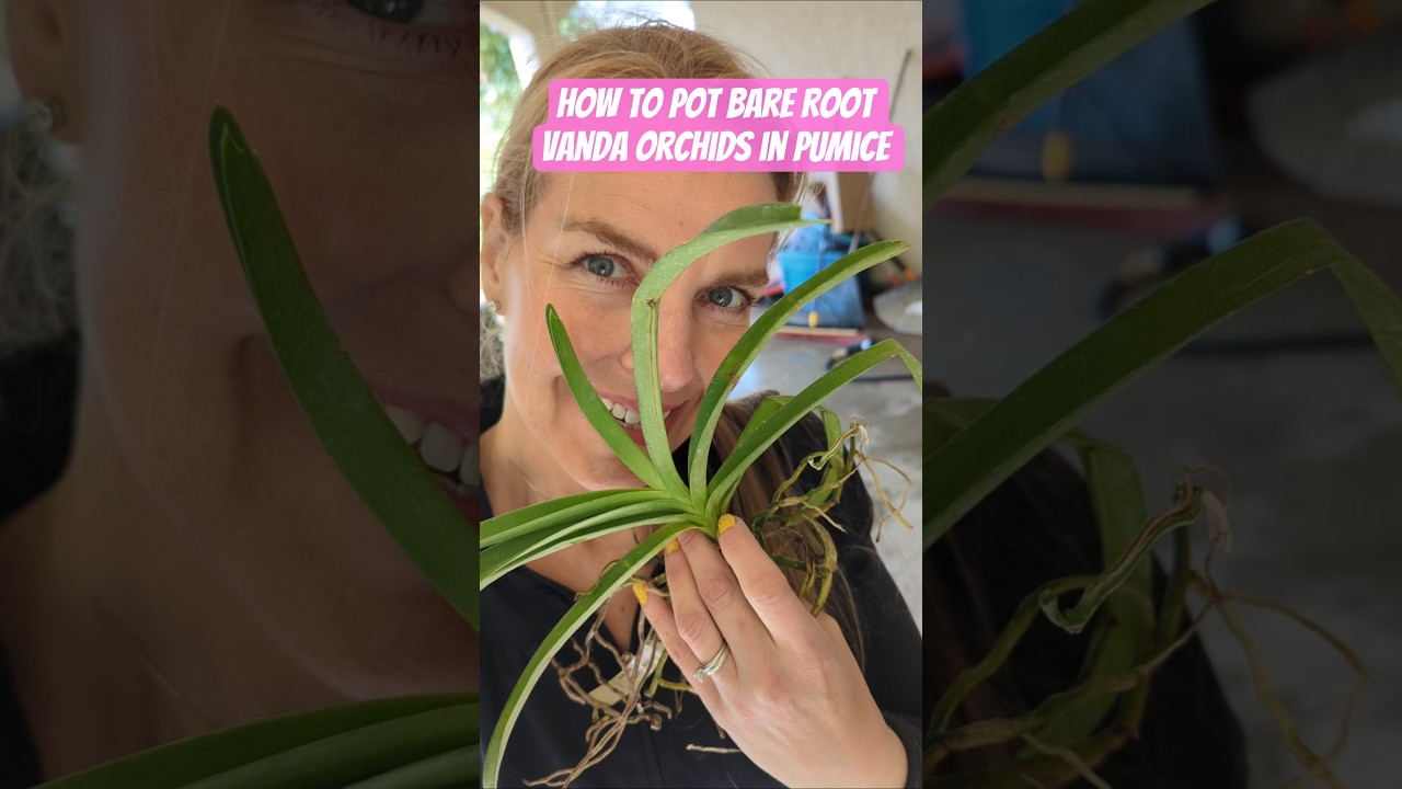 How to Pot Bare Root Vanda Orchids in Pumice #howto #orchid #orchidculture #vandaorchid #plants #fyp