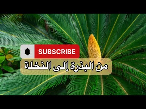 أجمل نبات زينة نخيل السيكاس من بذرة صغيرة لنخلة ملكية
