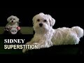 SUPERSTITION - SIDNEY