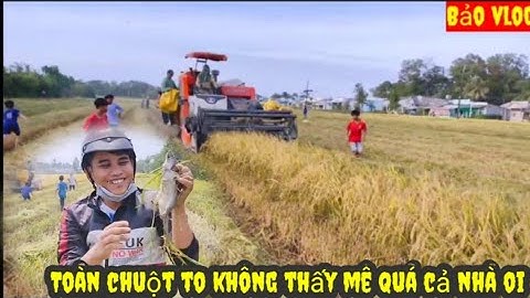 cắt lúa miền tây kéo cả xóm ra bắt chuột thấy mê quá luon cả nhà ơi.